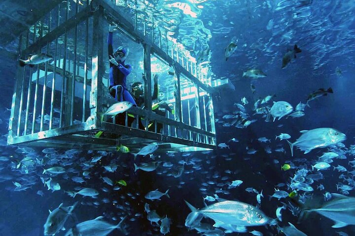 Experience the thrill of snorkeling in a vast aquarium surrounded by a stunning variety of marine life including graceful rays and majestic sharks all from the safety of a cage.